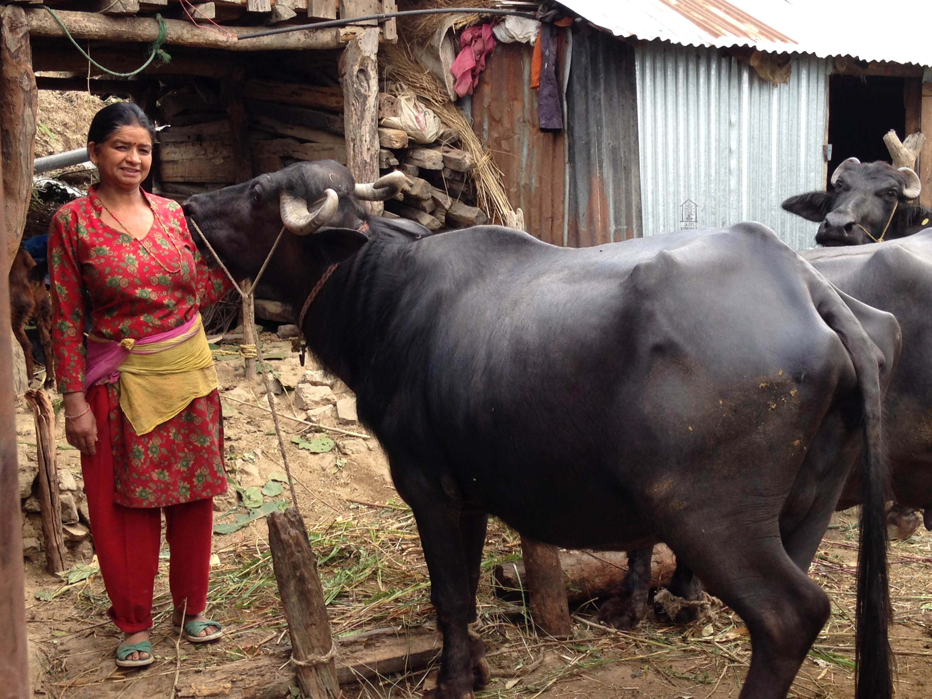 A woman standing next to three buffalo