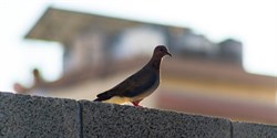 Dove in Gaza 800
