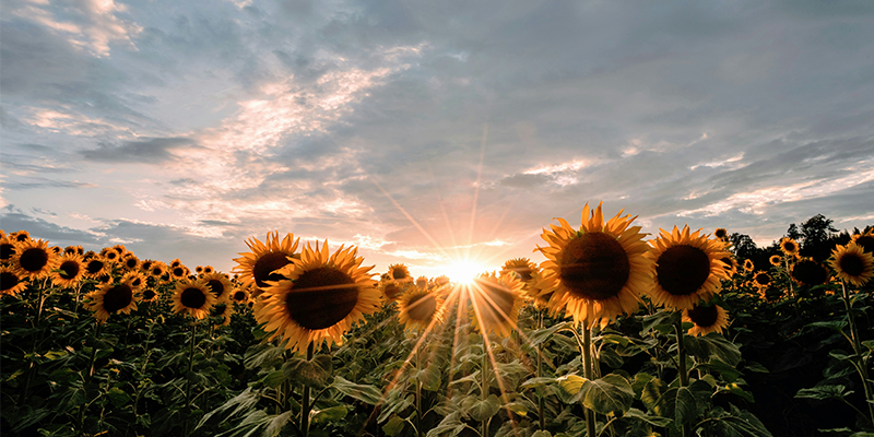 July Prayer Diary
