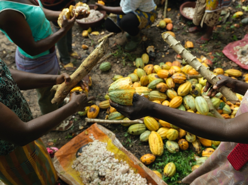 Cocoa farm Ivory Coast