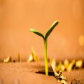 The health and life of a church planter